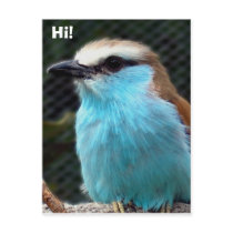 Hi! postcards