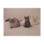 hi there from 3 cats postcard