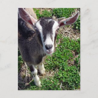 Hi There Goat postcard