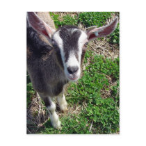 Hi There Goat postcards by angelandspot Hi There Goat postcards