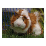 Hi there! (Jester) Greeting Cards