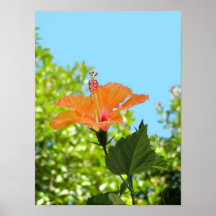 Hibisco brillante posters