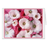 Hibisco tarjetas