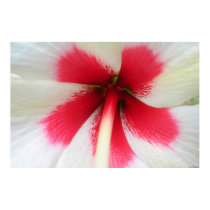 Hibiscus1 posters by maleliahonu Hibiscus1 posters
