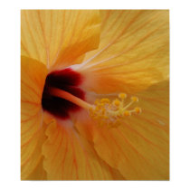 Hibiscus61 posters by QuiznoCat Hibiscus61 posters