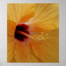 Hibiscus61 Posters