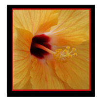 Hibiscus62 posters by QuiznoCat Hibiscus62 posters
