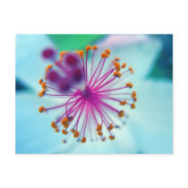 hibiscus 10 postcards