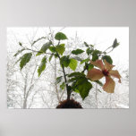 Hibiscus #1 posters