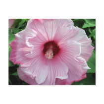 hibiscus 21 postcards