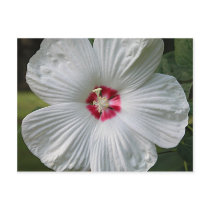 hibiscus 2 postcards