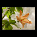 Hibiscus #2 posters by francor Hibiscus #2 posters
