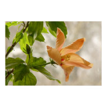 Hibiscus #2 posters by francor Hibiscus #2 posters