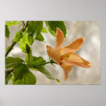 Hibiscus #2 posters