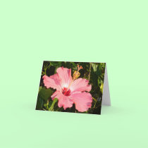 Hibiscus 3 cards
