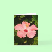 Hibiscus 4 cards
