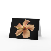 Hibiscus #4 cards by francor Hibiscus #4 cards