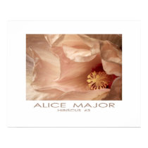 Hibiscus 63 posters by Alice_Major Hibiscus 63 posters