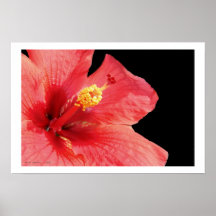 Hibiscus Art Photograpy Poster