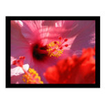 Hibiscus Blossoms Post Card