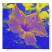 Hibiscus - blue-yellow - print by Horseshoes3 Hibiscus - blue-yellow - print