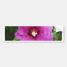 Hibiscus " Bluebird " Bumper Stickers