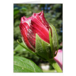 Hibiscus Bud 109 ~ card