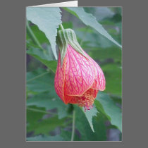 Hibiscus Bud cards by smilodonart Hibiscus Bud cards
