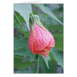 Hibiscus Bud Greeting Cards
