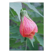 Hibiscus Bud Greeting Cards