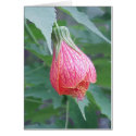 Hibiscus Bud cards
