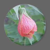 "Hibiscus Bud" Magnet by smilodonart "Hibiscus Bud" Magnet