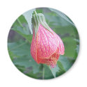 "Hibiscus Bud" Magnet