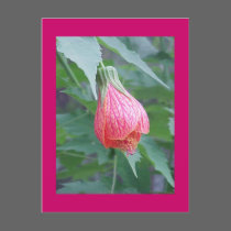 "Hibiscus Bud" Postcard by smilodonart "Hibiscus Bud" Postcard