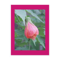 "Hibiscus Bud" Postcard