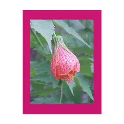 "Hibiscus Bud" Postcard by smilodonart