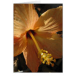 Hibiscus "Cairo" Blank Card
