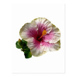 Hibiscus Candy Striper Postcards