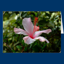 HIbiscus cards by Jade379 HIbiscus cards