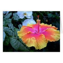 hibiscus