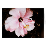 Hibiscus cards
