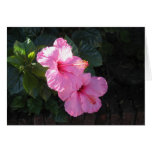 HIBISCUS! cards