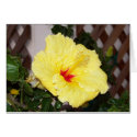Hibiscus karten by rabbithilldesigns Hibiscus karten