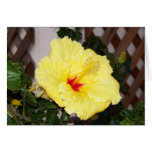 Hibiscus cards