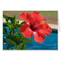 Hibiscus cards