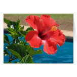 Hibiscus Greeting Cards