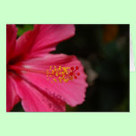 Hibiscus Card