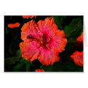 HIBISCUS cards
