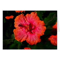 HIBISCUS cards