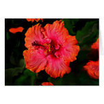 HIBISCUS cards